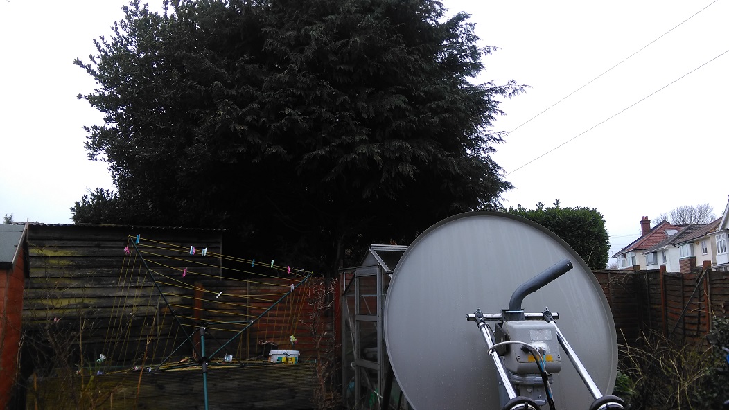 tree25.jpg